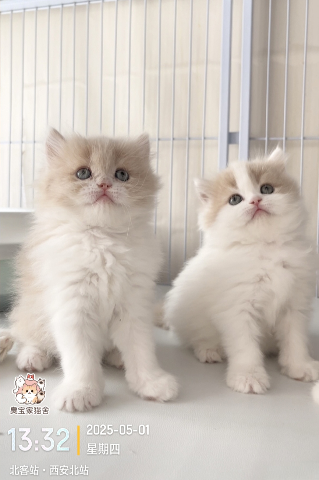 乳白高地长毛猫